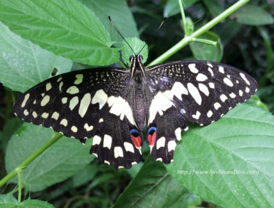 Black Monarch Butterfly