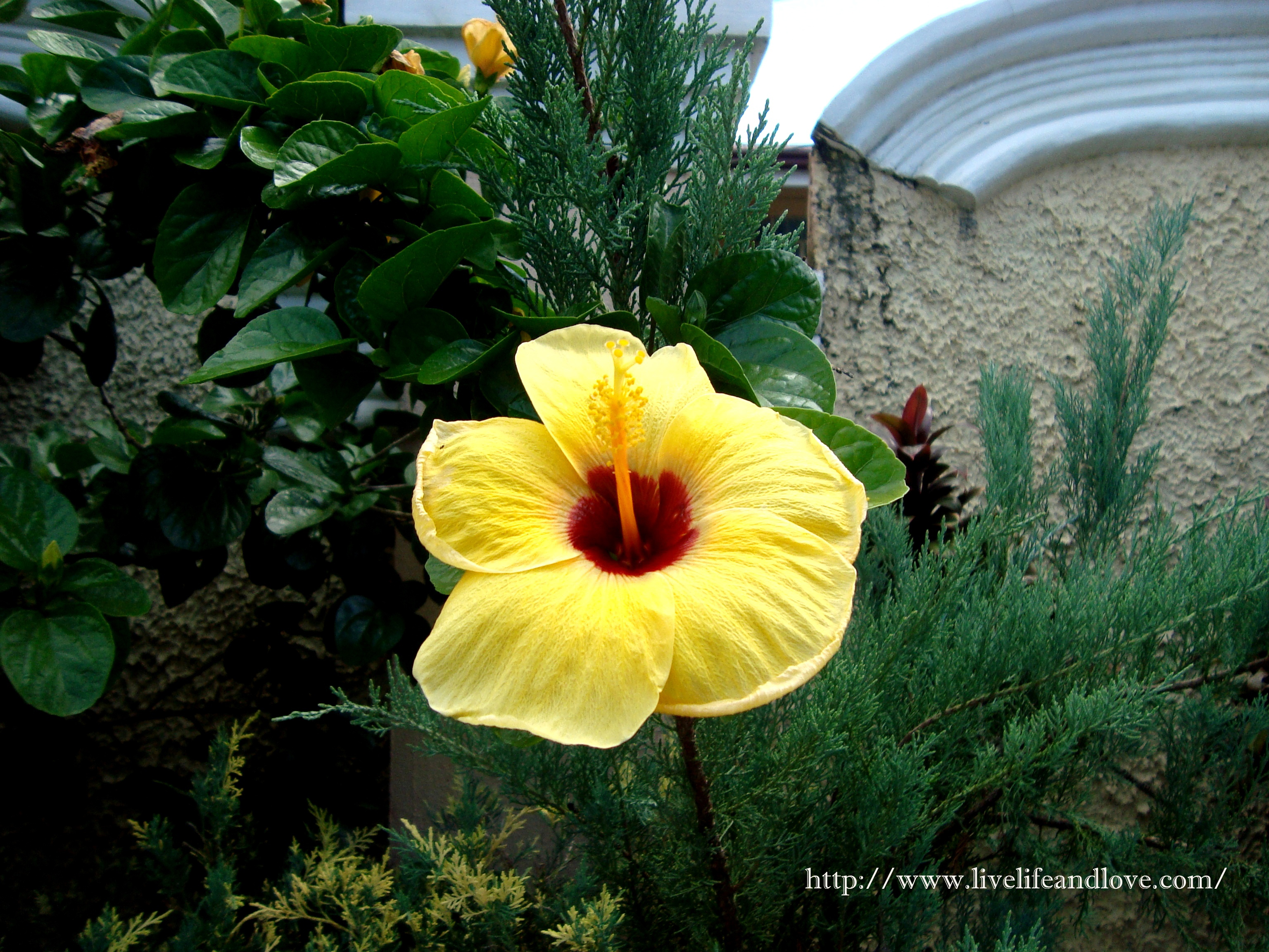 Yellow Hibiscus Flower  Live Life and Love