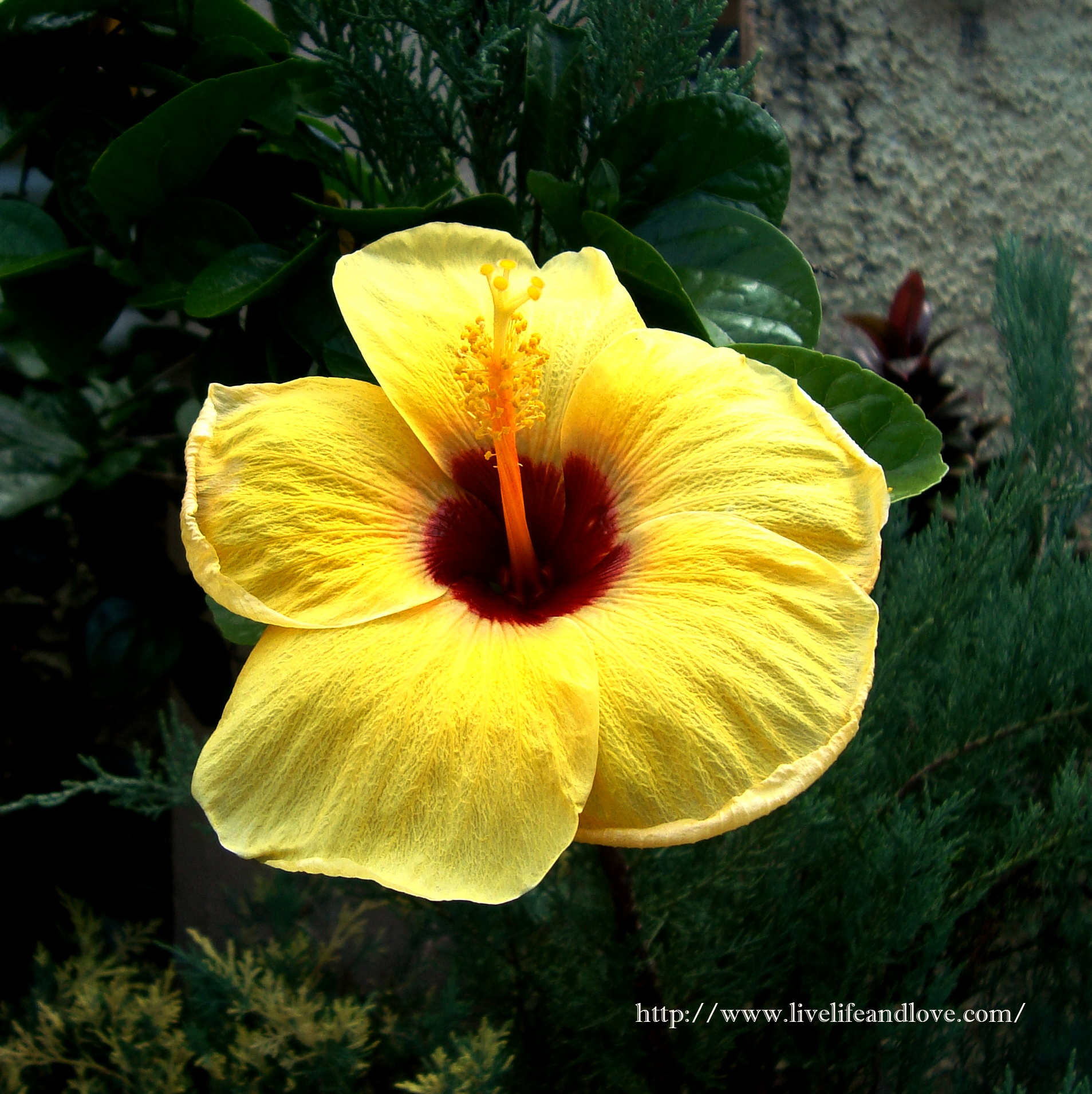 Yellow Hibiscus Flower  Live Life and Love