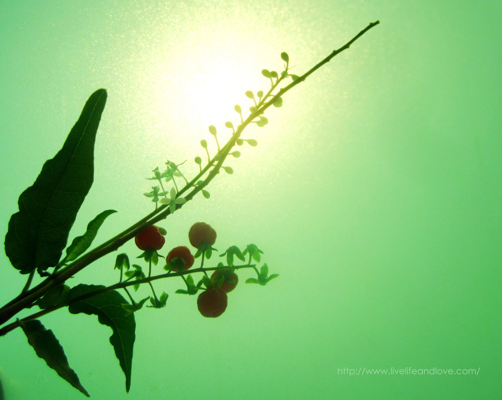 Apple Green Background Images | Live Life and Love
