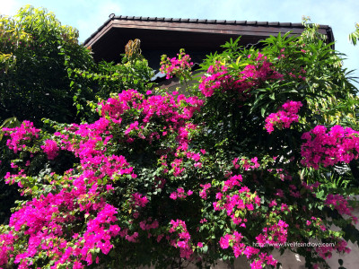 IMG_1435 copy