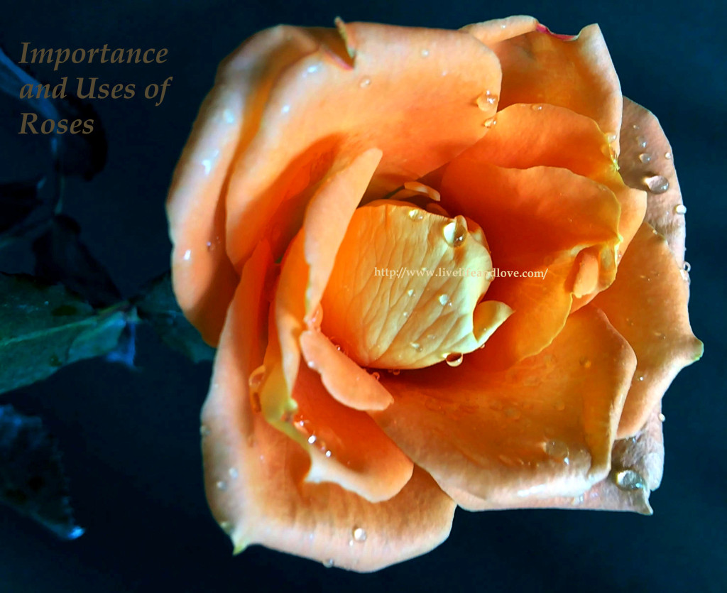 Importance And Uses Of Rose Flowers Live Life and Love