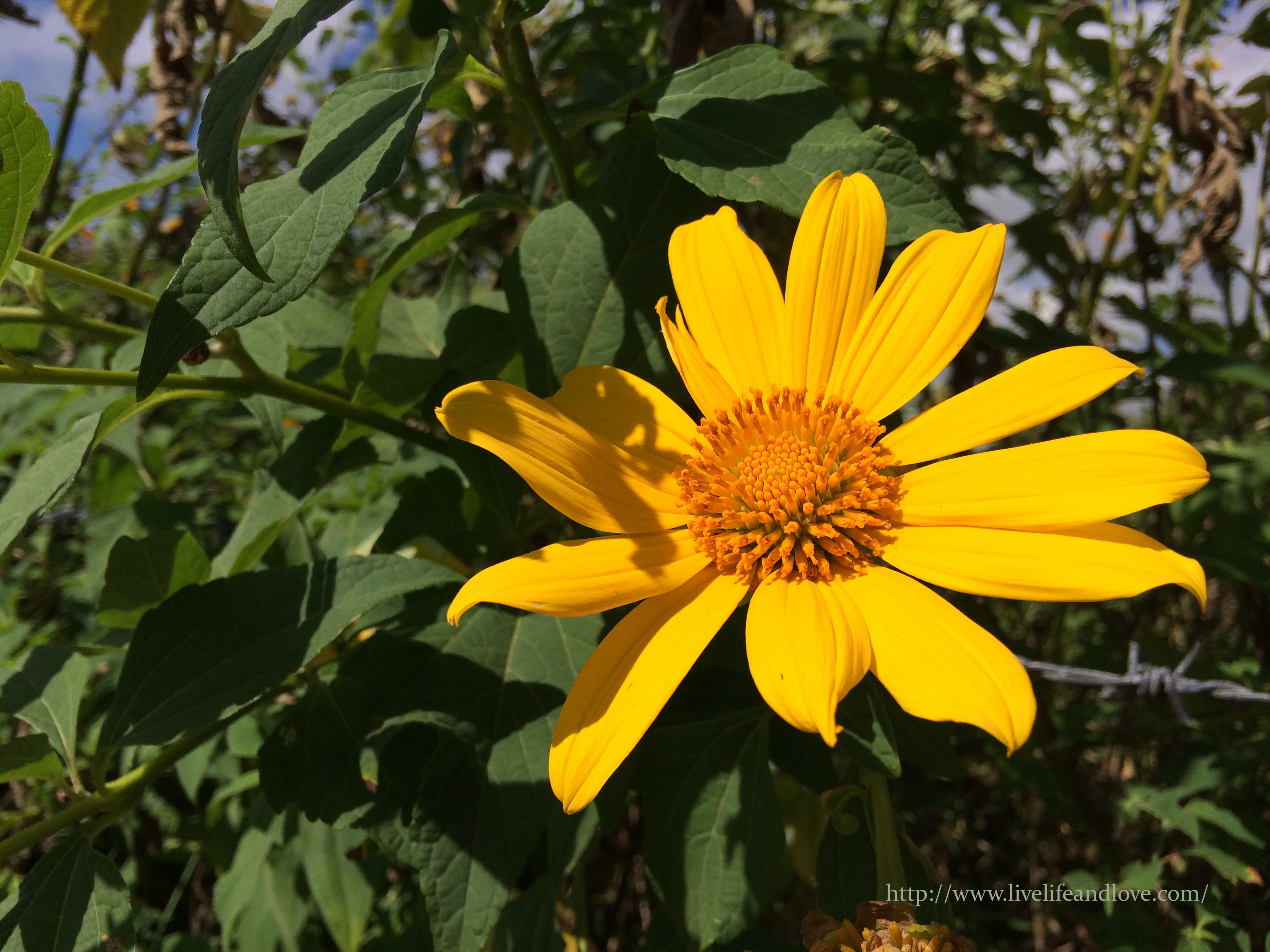 Sunflower Farm Live Life And Love