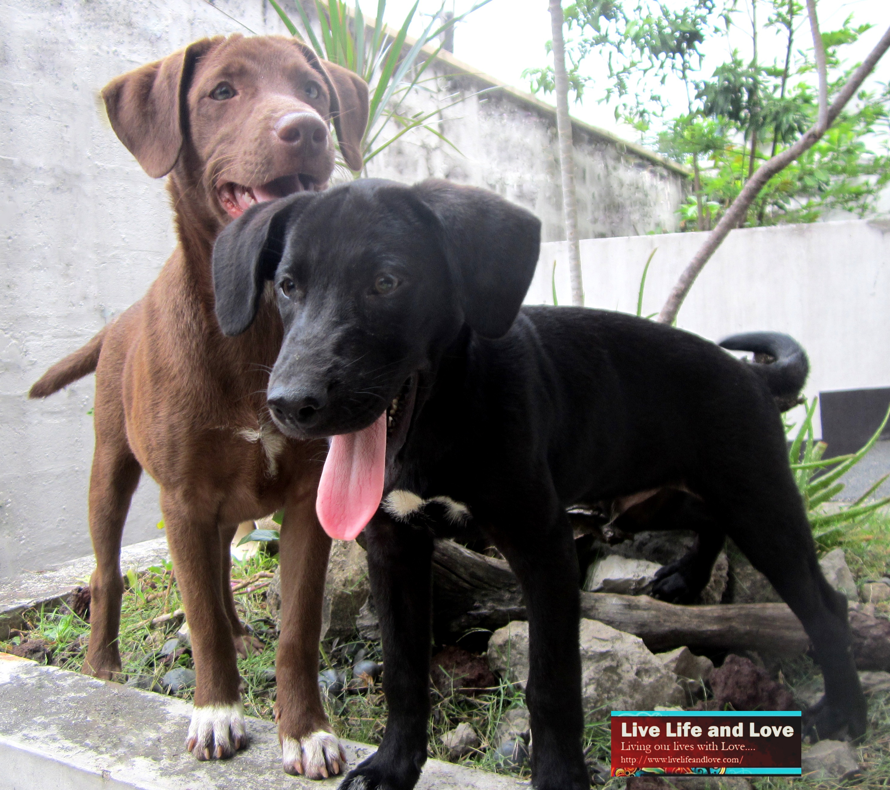 labrador cross breed askal