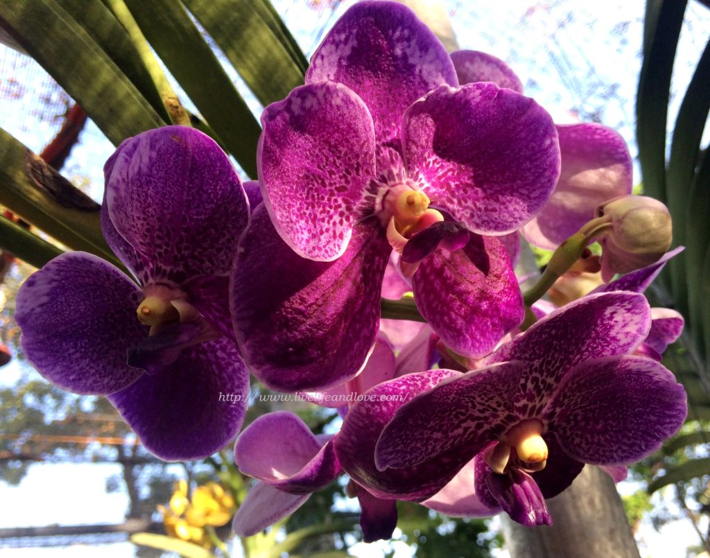 WalingWaling or Vanda Sanderiana is the ''Queen of Philippine orchids
