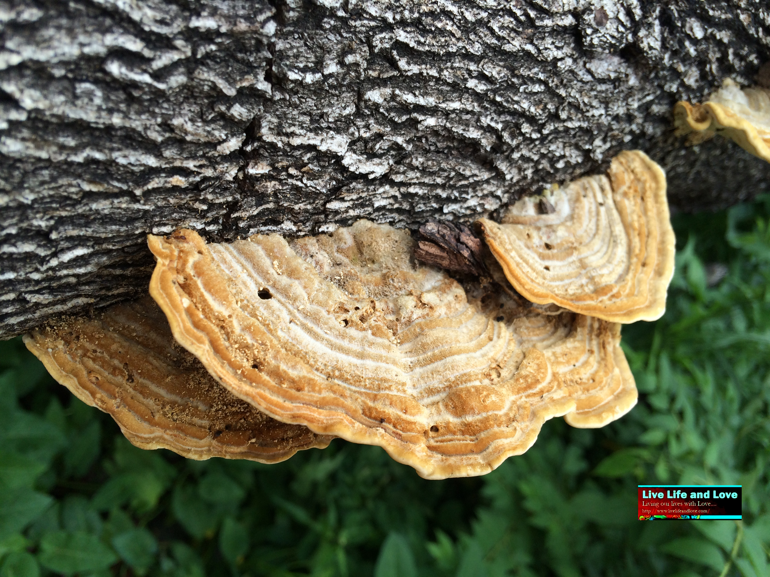 Wood Decay Fungi