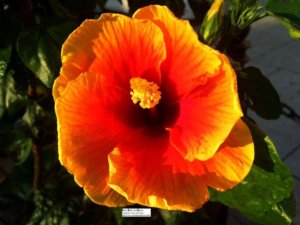 Dark Orange Hibiscus Flower Live Life and Love