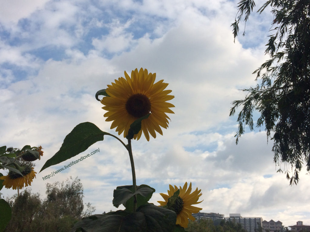 Tagaytay Sunflowers Live Life and Love