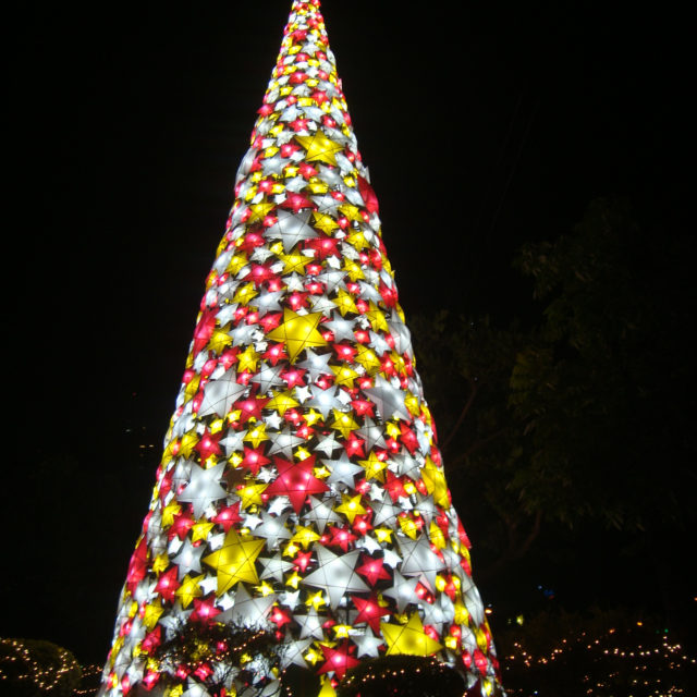 Giant Christmas Trees Live Life and Love