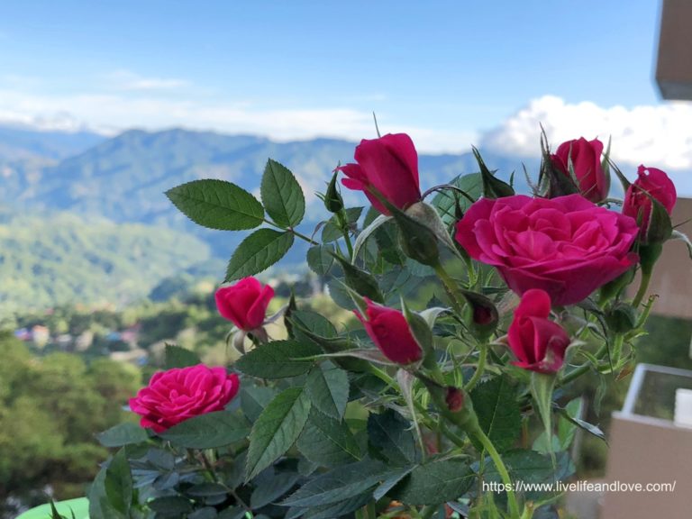 Beautiful Flowers of Baguio Live Life and Love