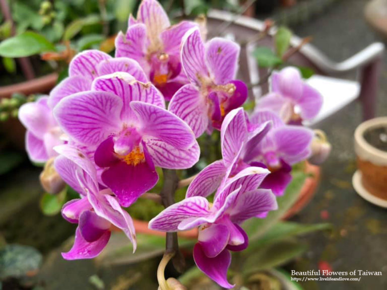 Beautiful Flowers of Taiwan Live Life and Love
