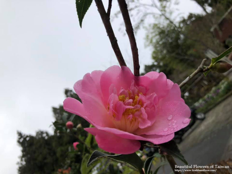 Beautiful Flowers of Taiwan Live Life and Love