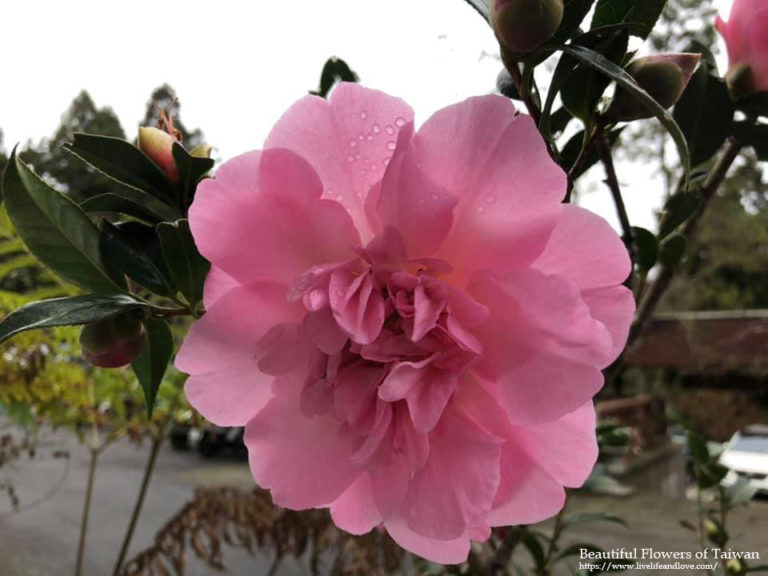 Beautiful Flowers of Taiwan Live Life and Love