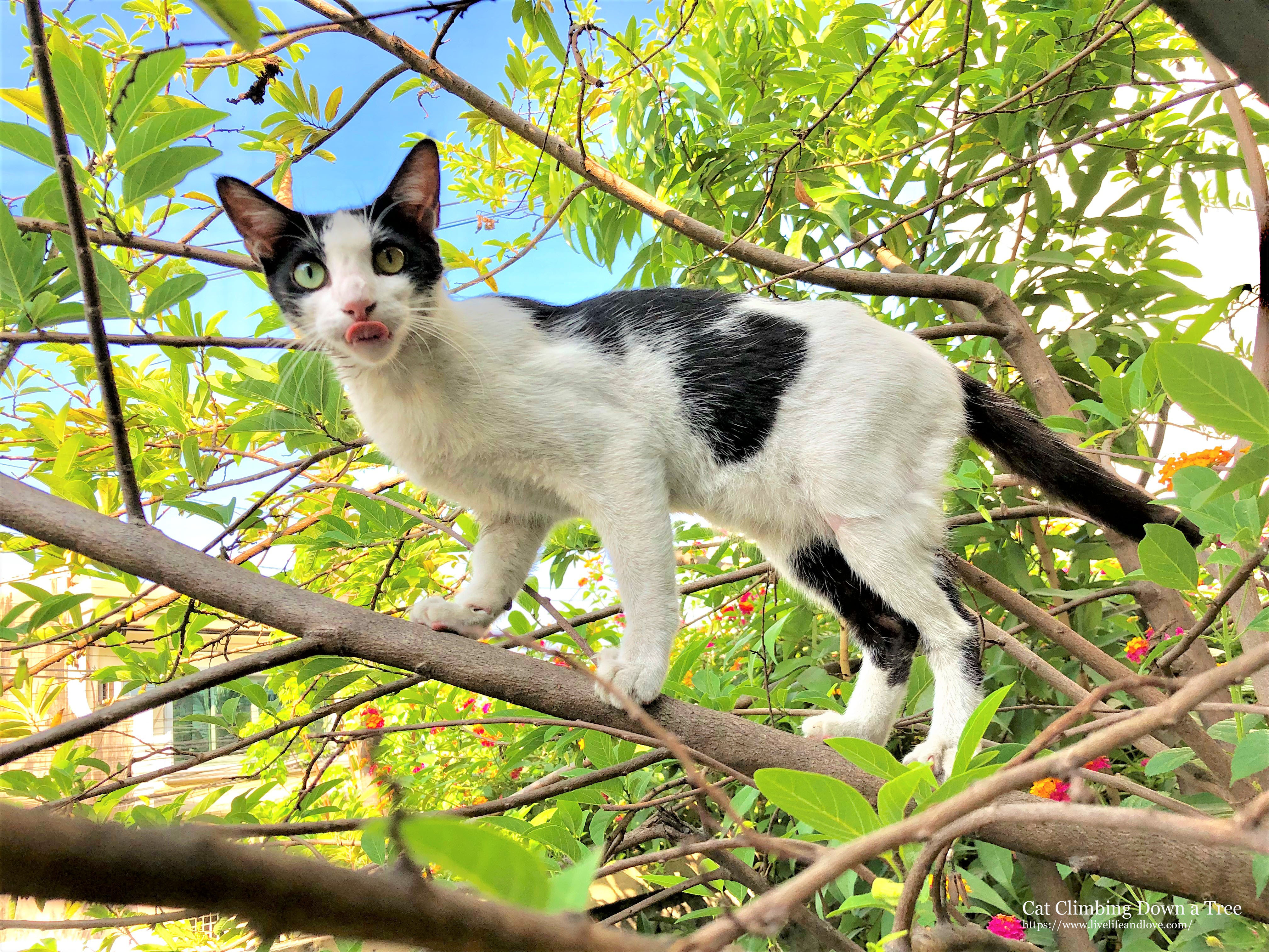 Cat Climbing Down a Tree Live Life and Love
