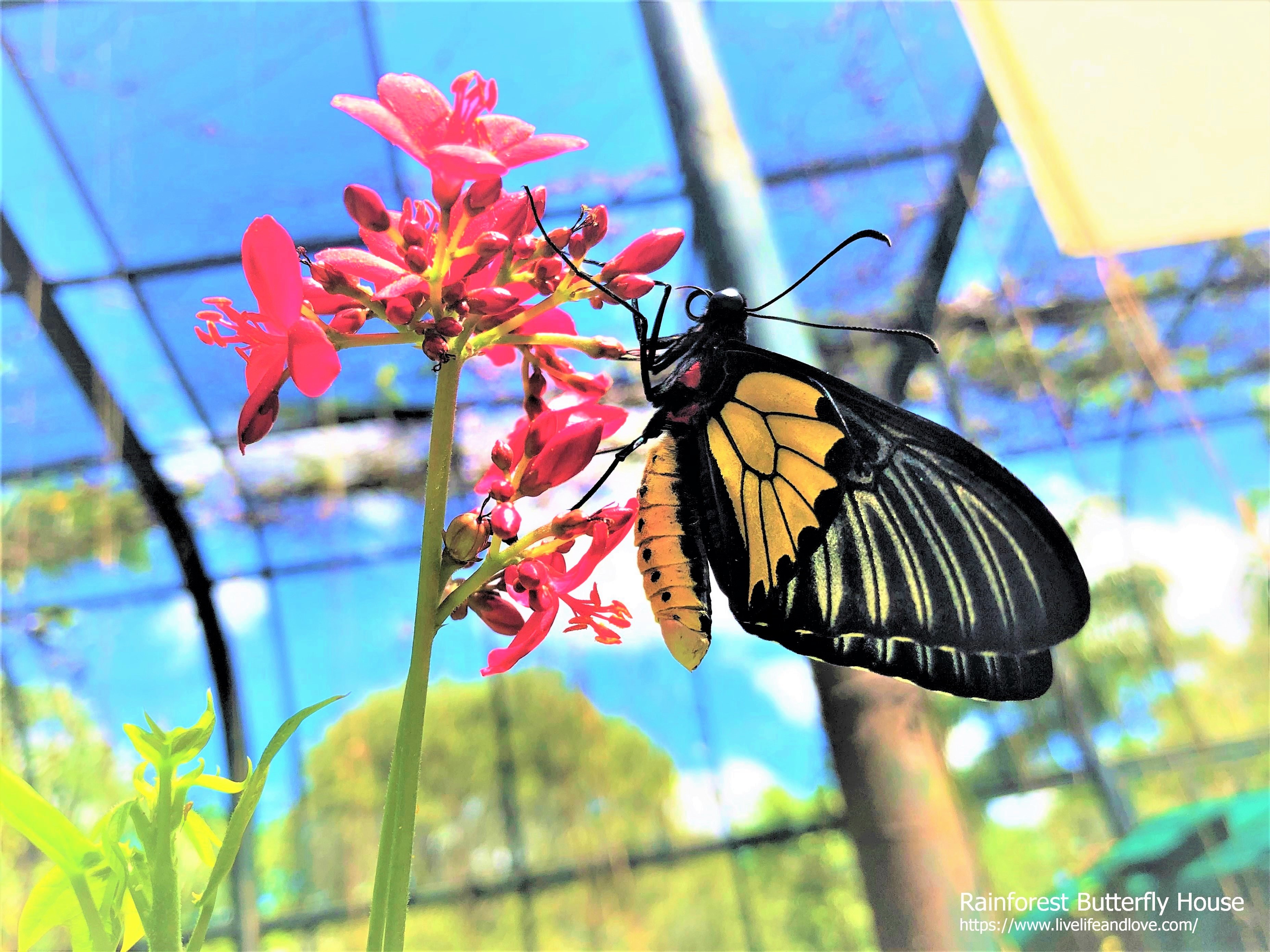 Rainforest Butterfly House Live Life And Love