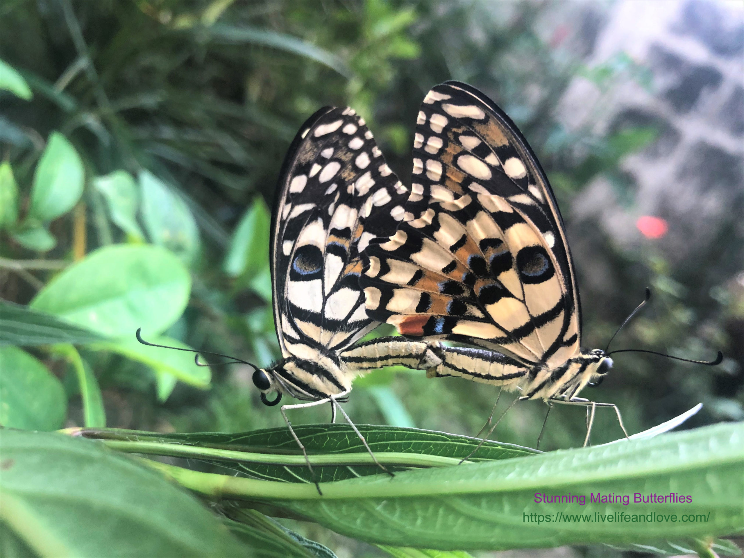 Fetching Butterflies Leak: What Happens Next? - i0lflru